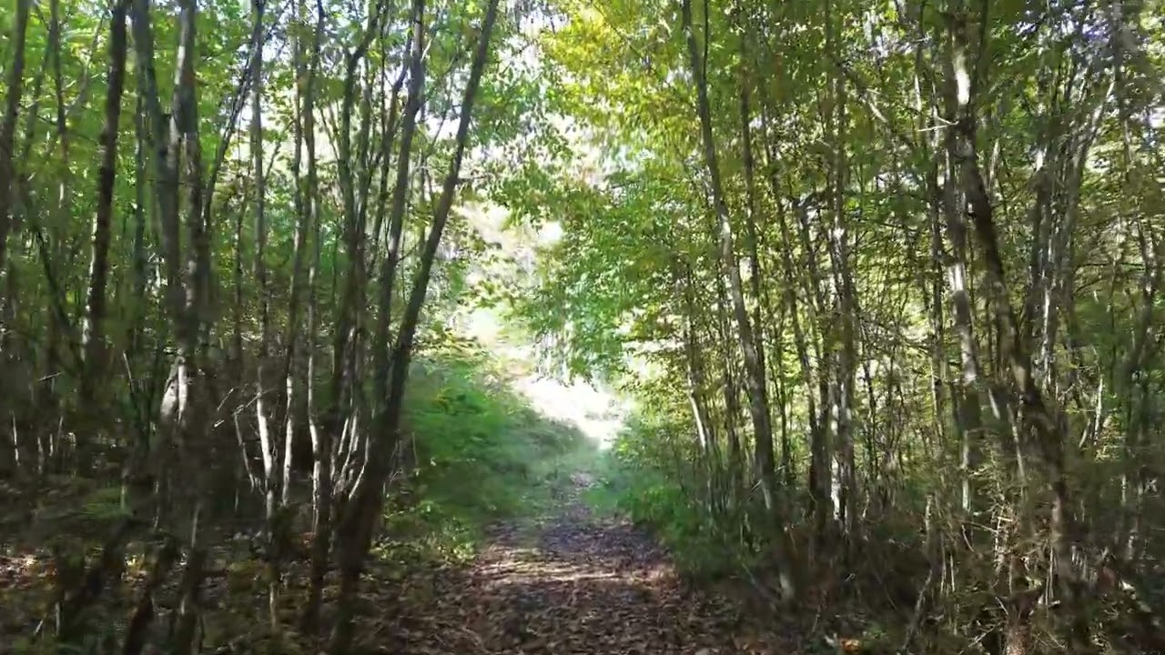 clip vidéo nature