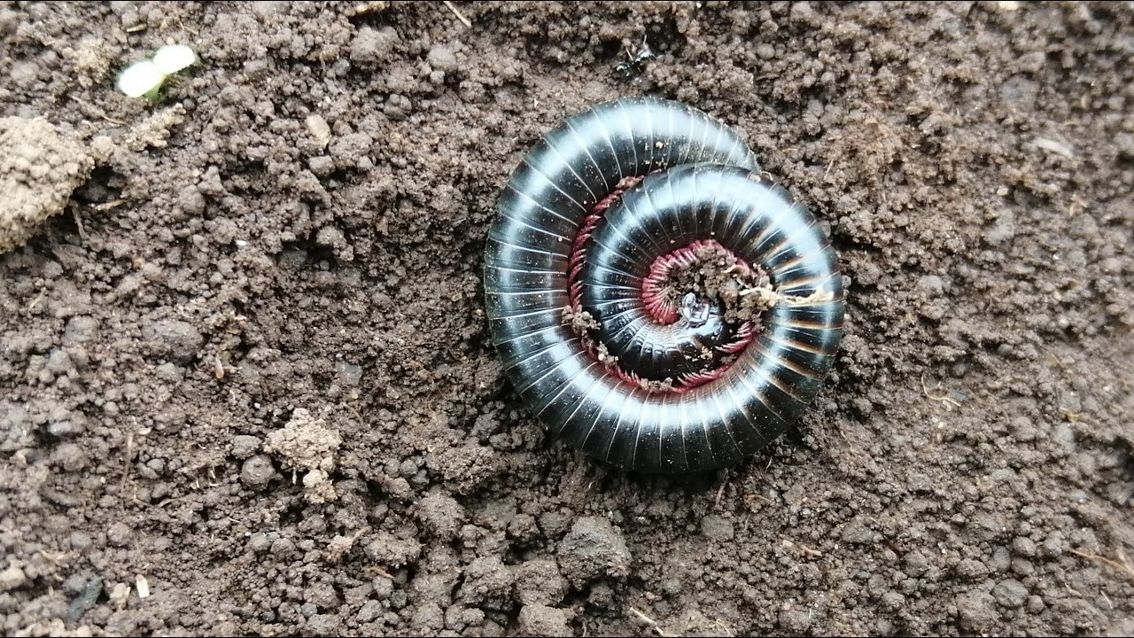 Class Diplopoda _Millipede.