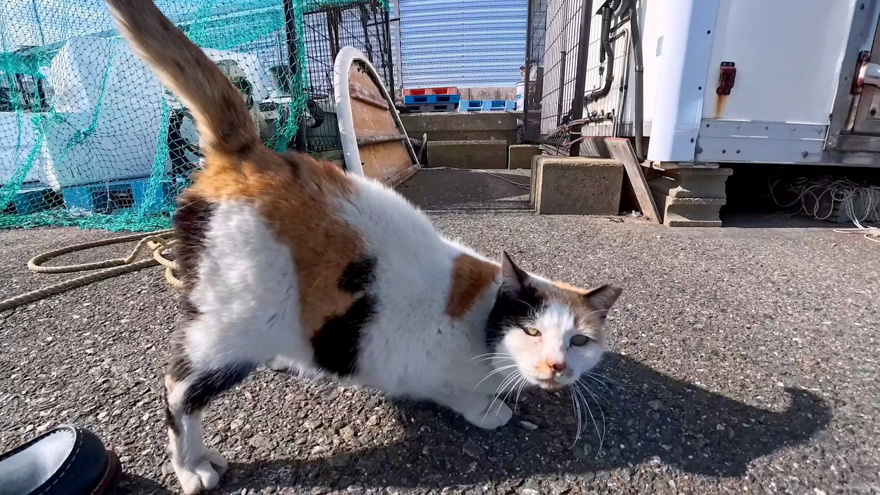 漁港の三毛猫ちゃん、顔を見ると後ろを向いて腰トントンを要求する