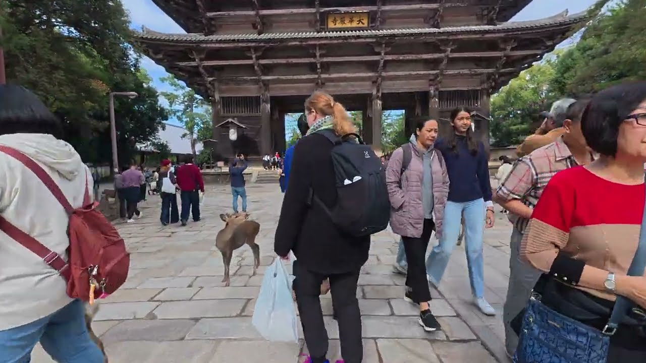 【4K】 Nara Walk, To Todaiji Temple  | 4K ASMR POV Trip