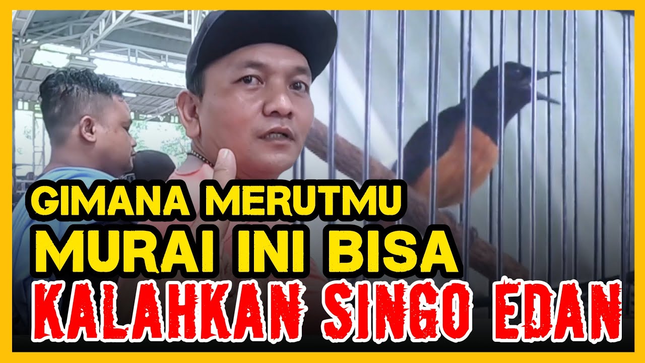 Kerja Murai yg Kalahkan SINGO EDAN ‼️ Murai Sun Breaker di Ngobar SGS
