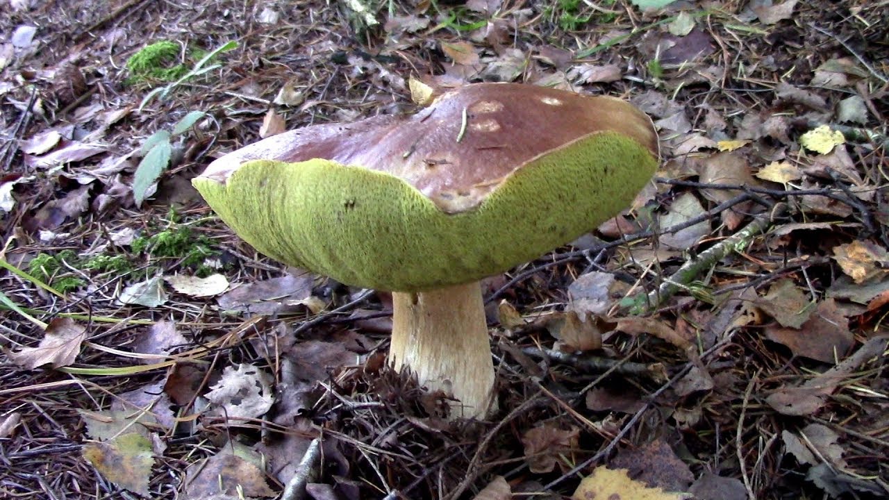 Drying Mushrooms And Rutting Deer
