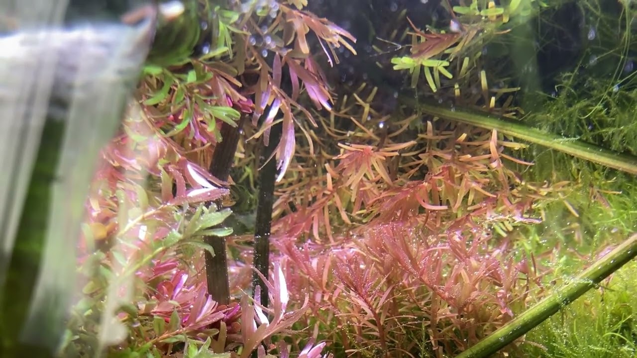 【不定期アクア】[本編]2025.01/08   疲れた時にどうぞ　#128   #アクアリウム ,#aquarium,#bucephalandra ,#Echinodorus