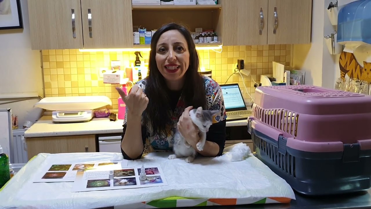 Kedimde Burun ve G&ouml;z Akıntısı Var Ne Yapabilirim? Vet. Hek. Gizem Taktak Bruhn