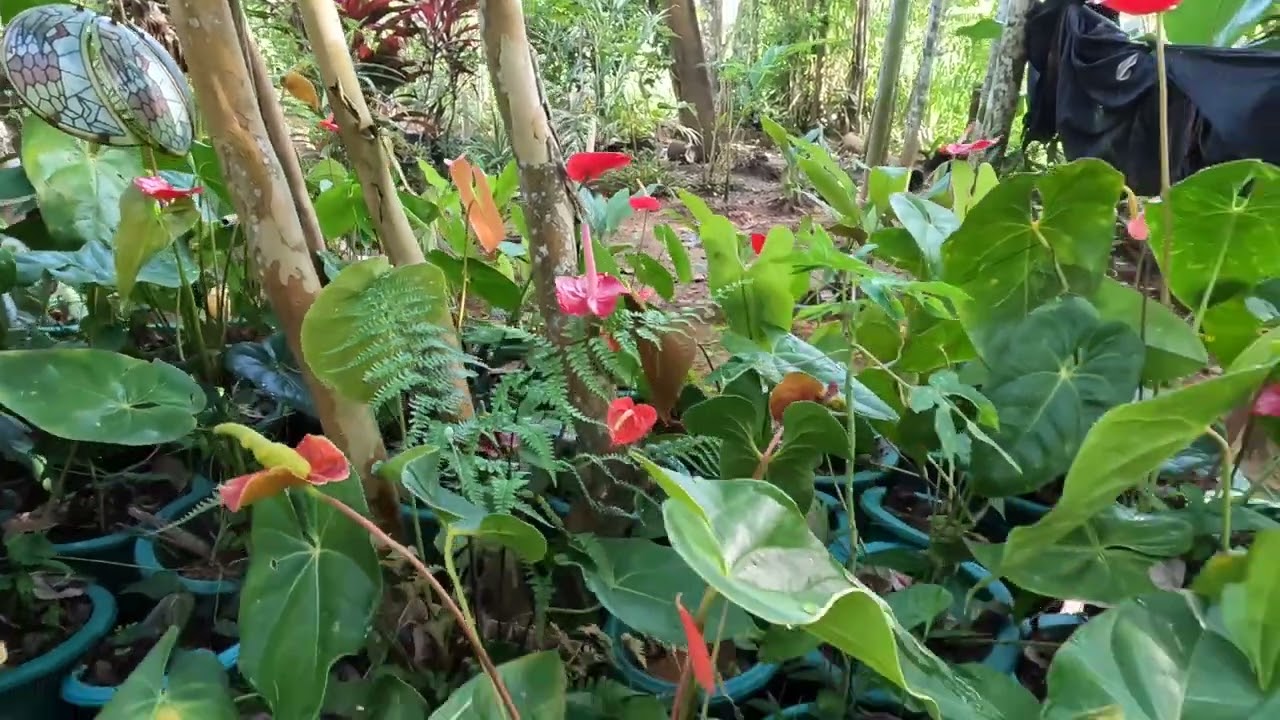 Simple Life in a mountain village town in Sri Lanka close to nature.