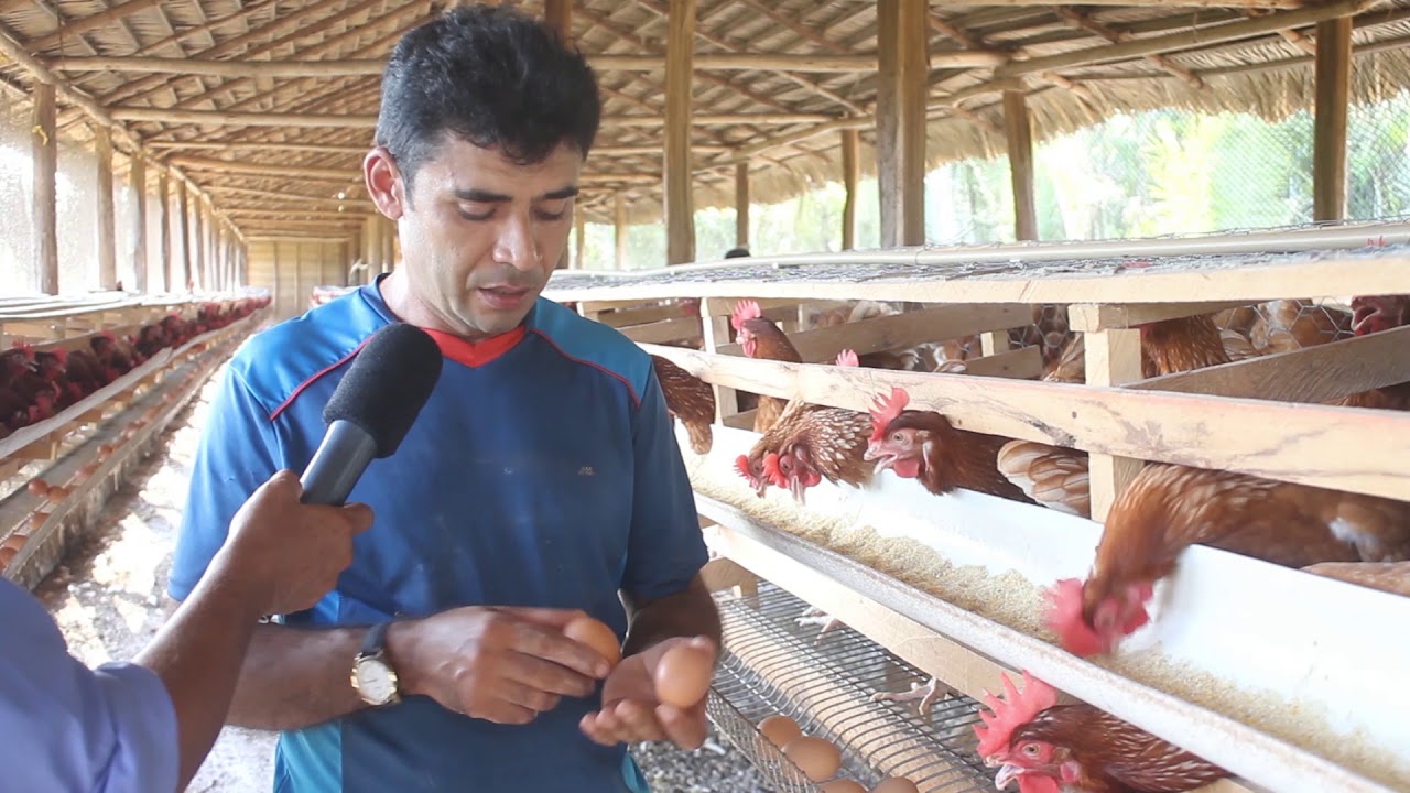 PRODUÇÃO DE OVOS NO POVOADO SÃO MIGUEL EM PALMEIRÂNDIA - GRANJA VIEGAS