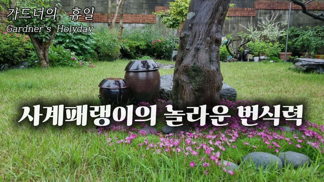 사계패랭이의 놀라운 번식력