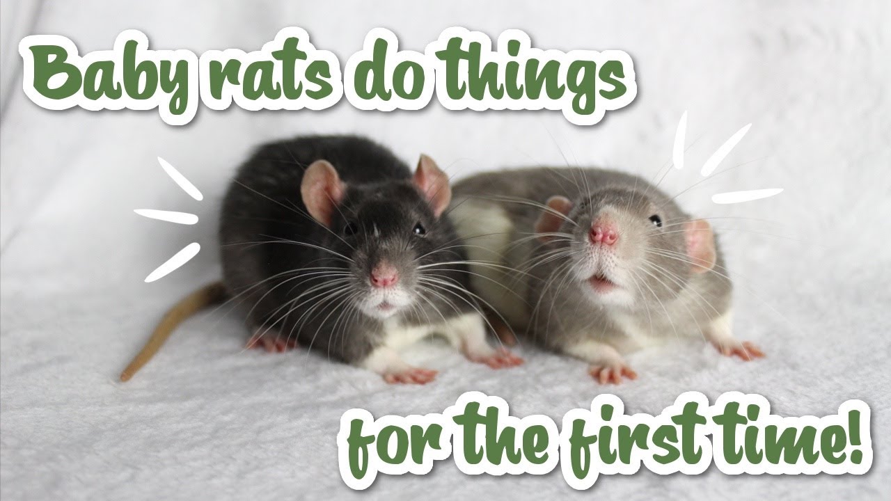 Cute baby rats do things for the first time!