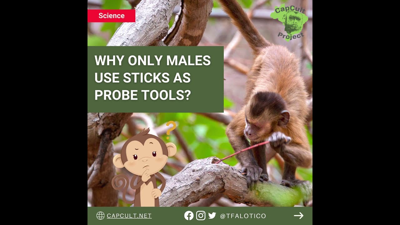 Ontogeny of capuchin monkey probe tool use