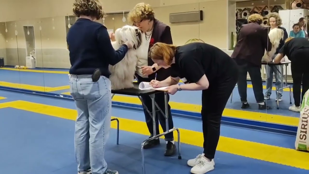 ТИБЕТСКИЙ ТЕРЬЕР . Выставка