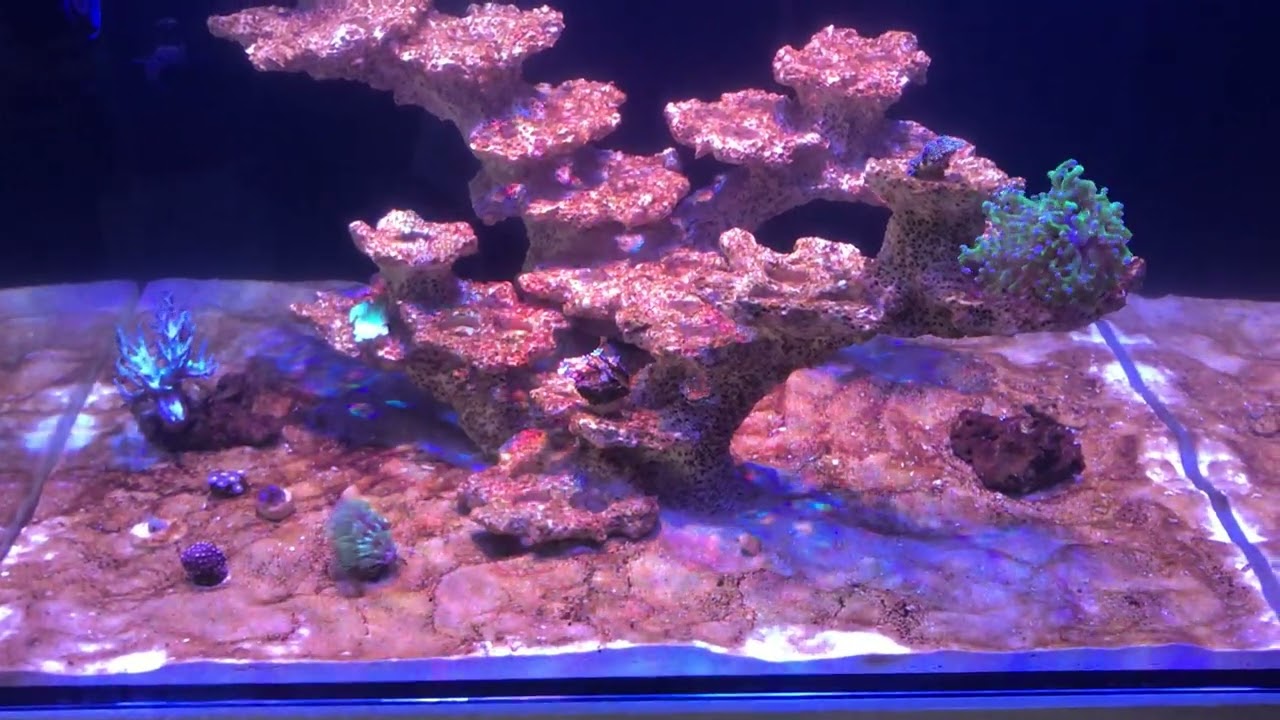 Морской аквариум водоросли