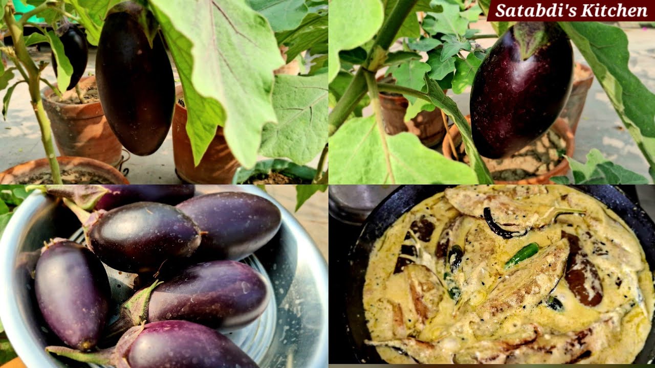 ছাদবাগানের বেগুন দিয়ে আজ করলাম বেগুন বাসন্তী | Begun Basanti Recipe | Eggplant Curry Bengali