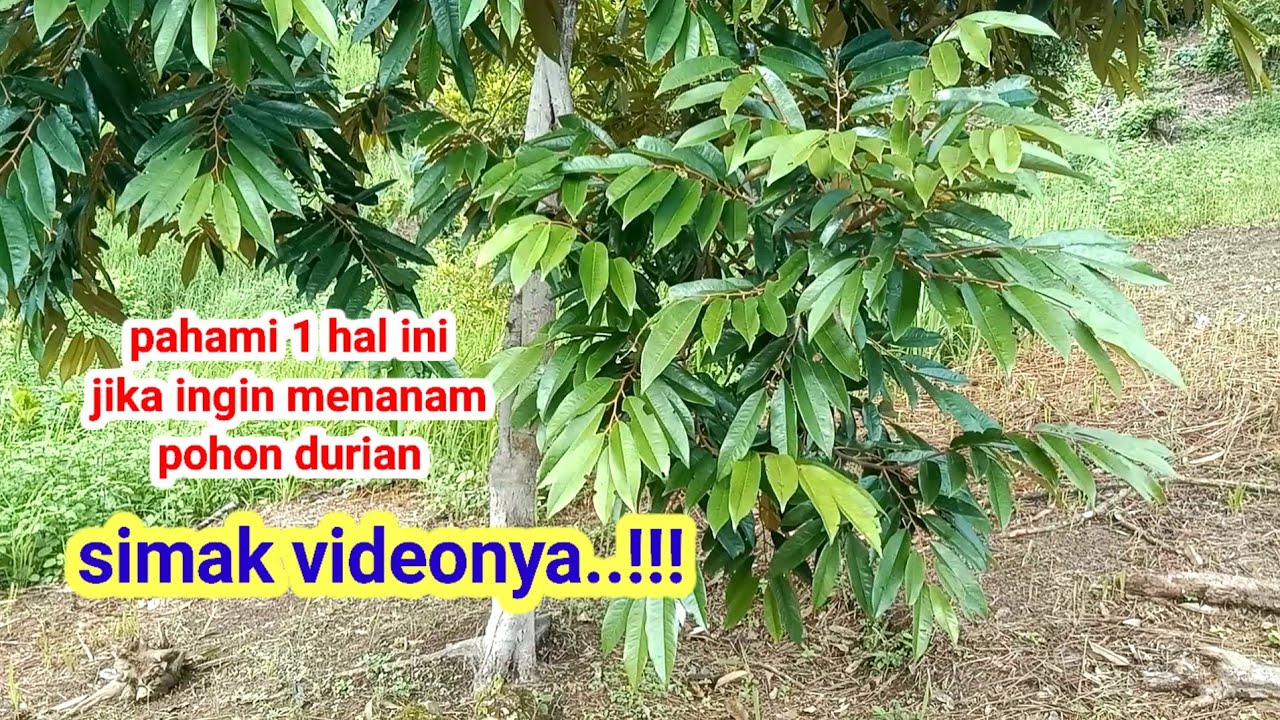Kenali sebelum menanam