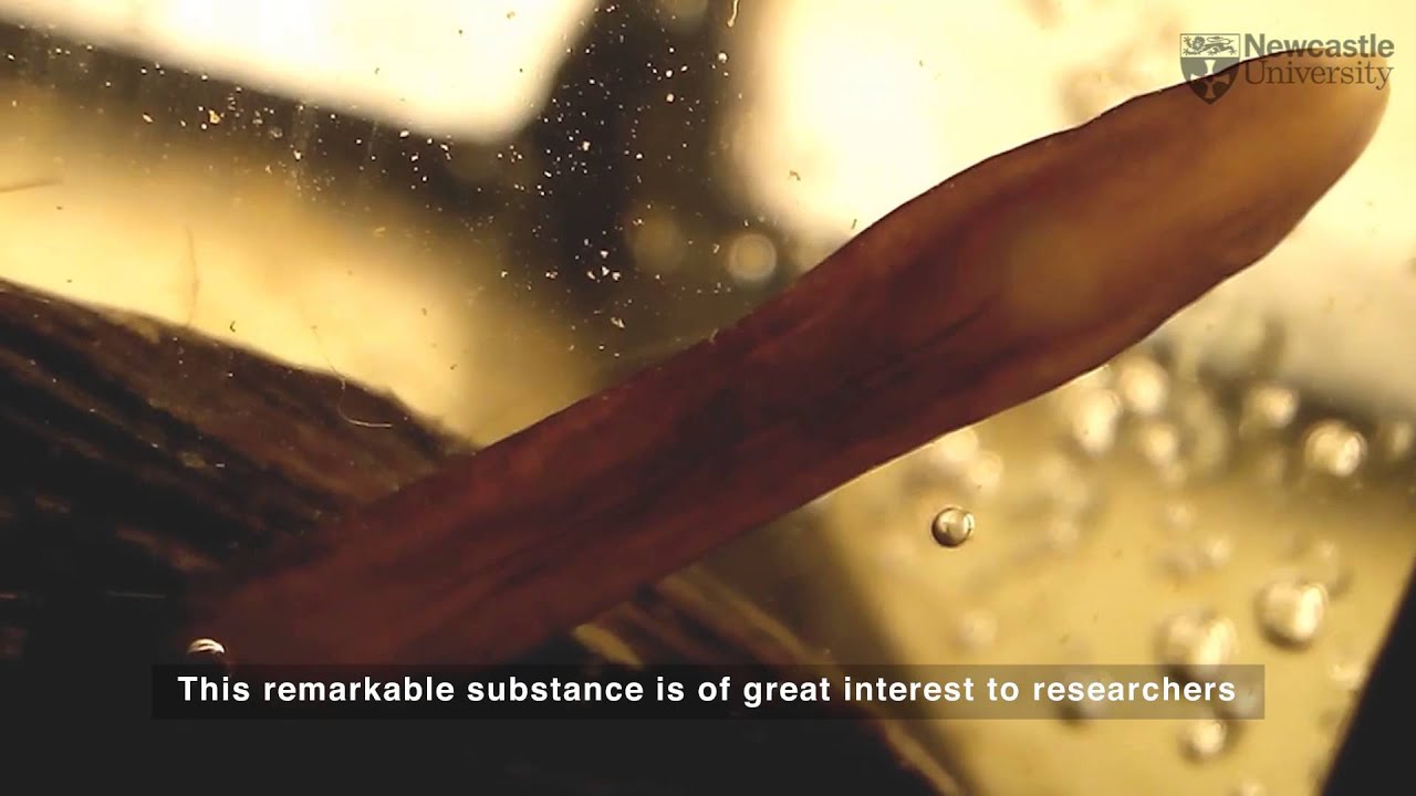 MUSSELS- Super Sticky Shells