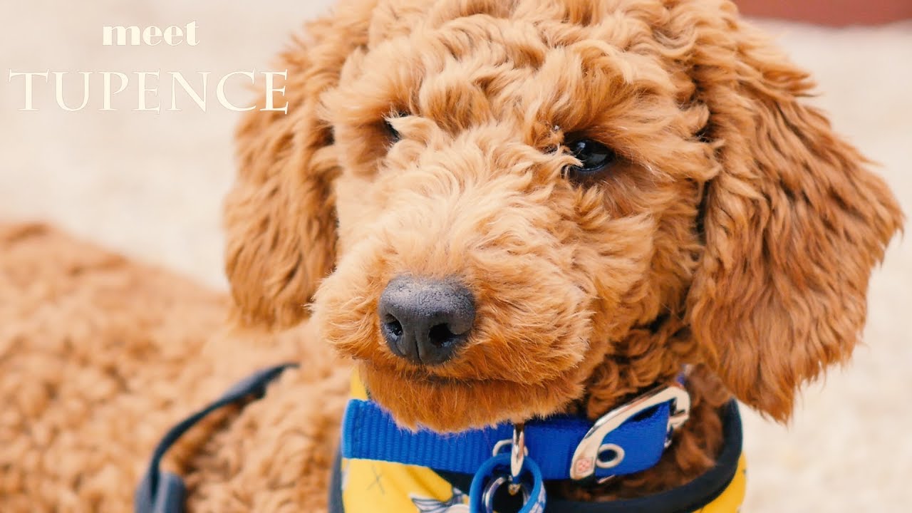Toy Poodle TUPENCE at Hepburn Park