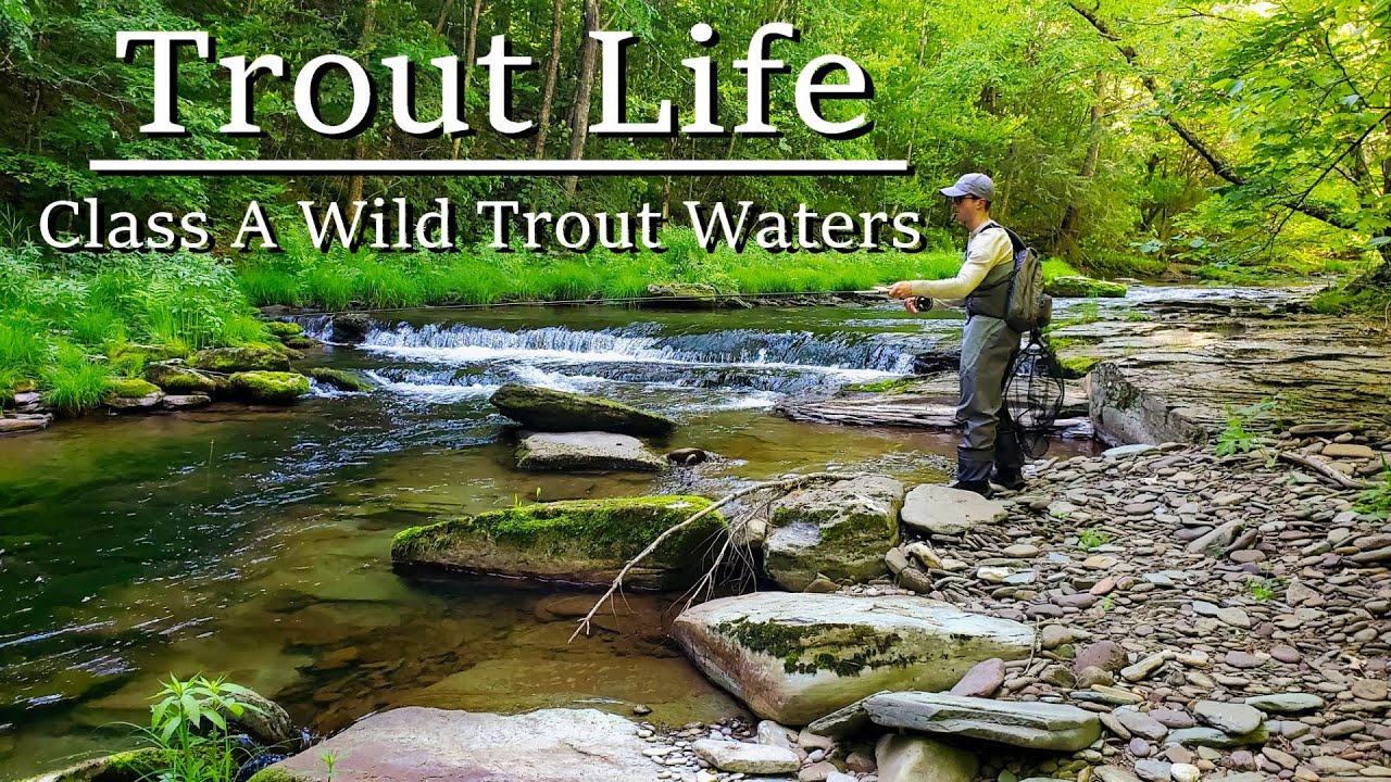 Fly Fishing CLASS A WILD TROUT WATERS  PA's Potter & Lycoming Counties |Trout Life| Episode 4