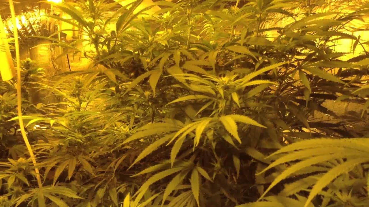 marijuana grow room white rhino &super silver lemon haze&derbin poison about 3\4 weeks into flower