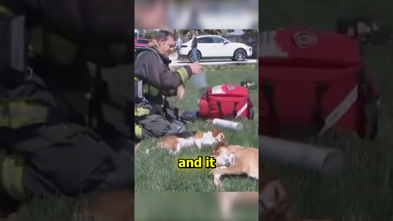 Собаки и кошки без сознания во время пожара, и пожарные сделали вот это 😢 #шорты #вирусныешорты #...