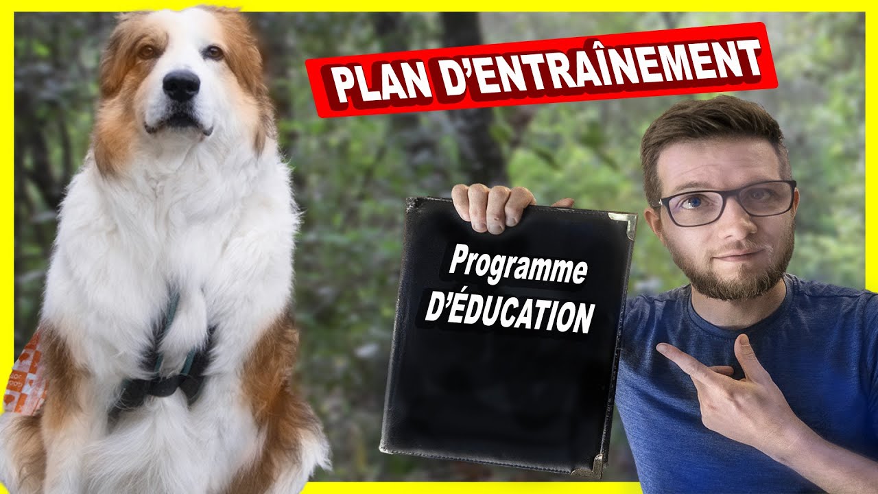 Mon chien ne m’obéit pas du tout : que faire ?