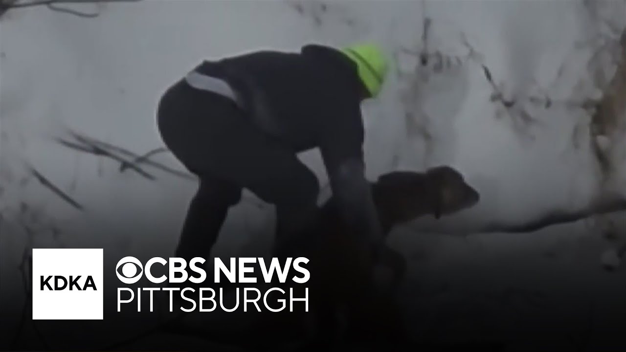 Video shows Good Samaritan rescuing deer trapped in icy creek