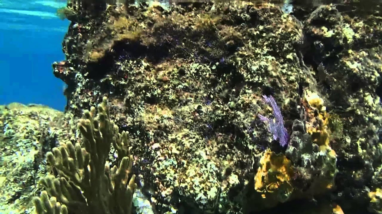 SciTech Short: Coral Reef Restoration