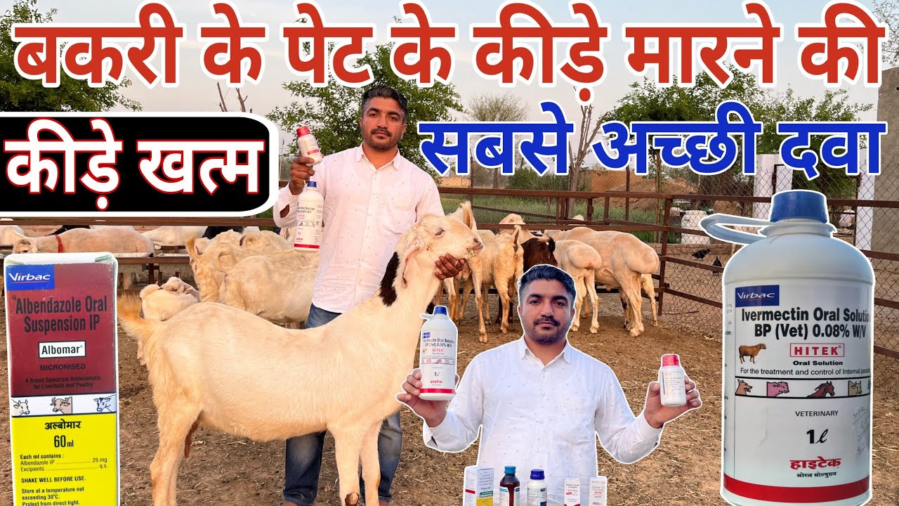 बकरी के पेट के कीड़े मारने की सबसे अच्छी दवा 👍Best Dewormer for Goat #goat #deworming #medicine