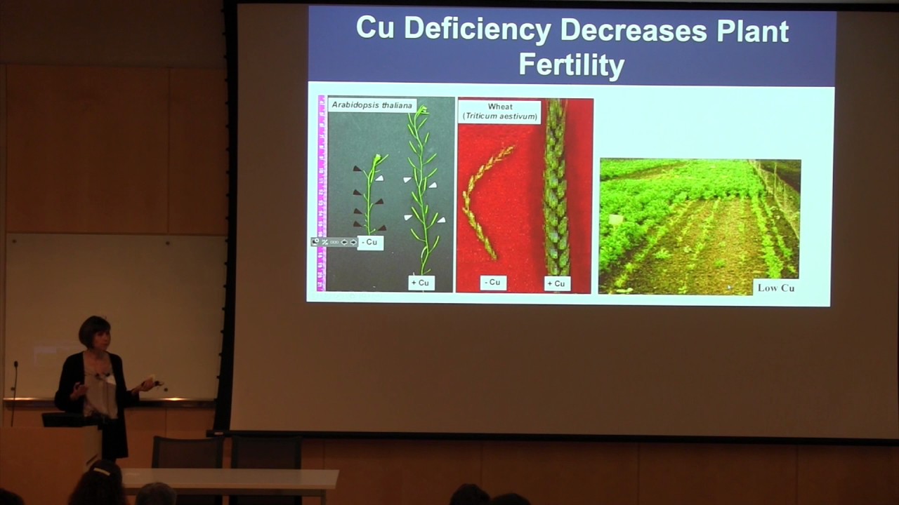 Olena Vatamaniuk: XFR imaging as a high-precision phenotyping tool for ... mineral nutrients