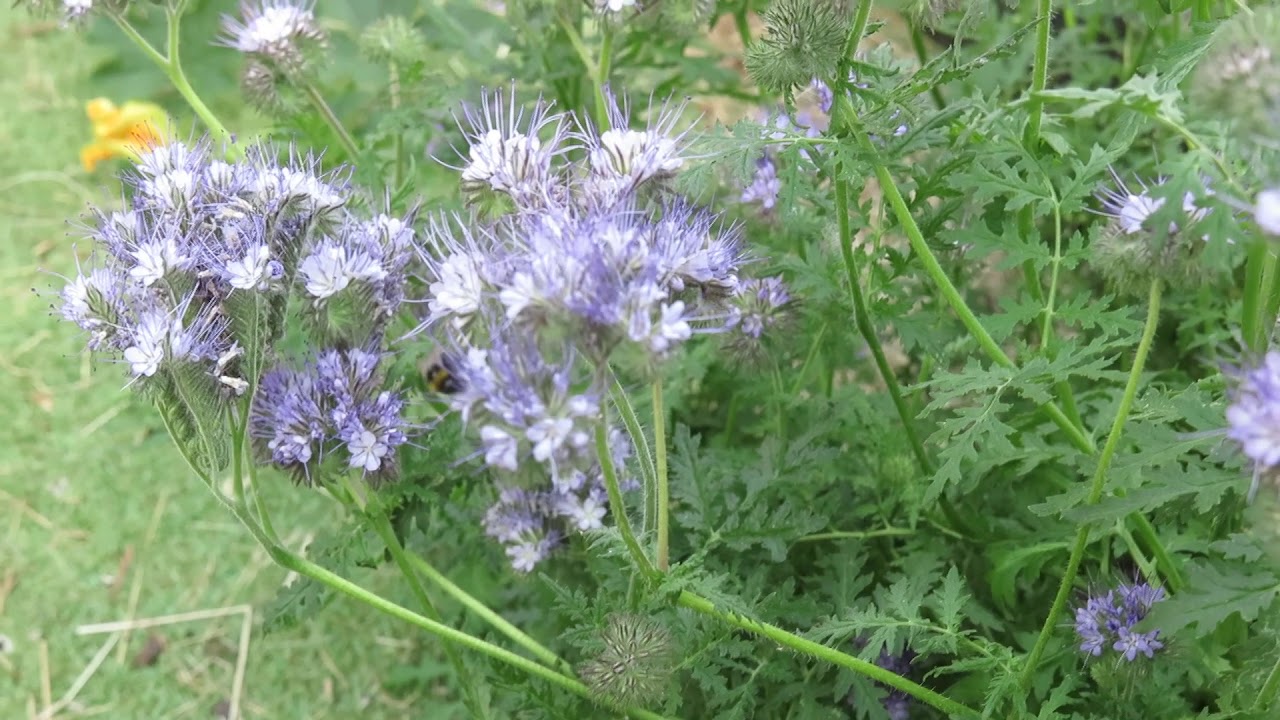 Bees love Tansy flowers in cucurbit bed