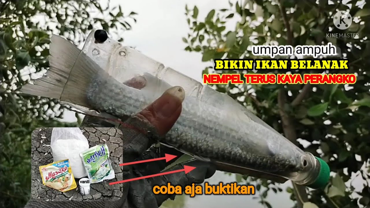 racikan umpan ampuh bikin ikan belanak langsung ngumpul || lihat hasilnya #walangilir