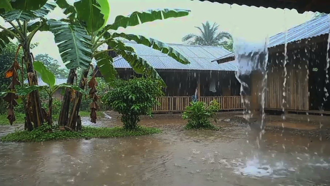 Rainy Day in a Tropical Village | Natural Rain Sounds for Deep Relaxation @AIMAN-NATURE 