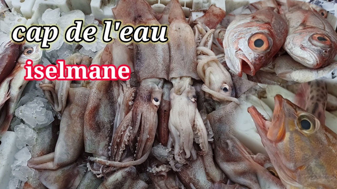 سوق الاسماك المغرب ⁦🇲🇦⁩ رأس الماء ناظور poissonnerie maroc