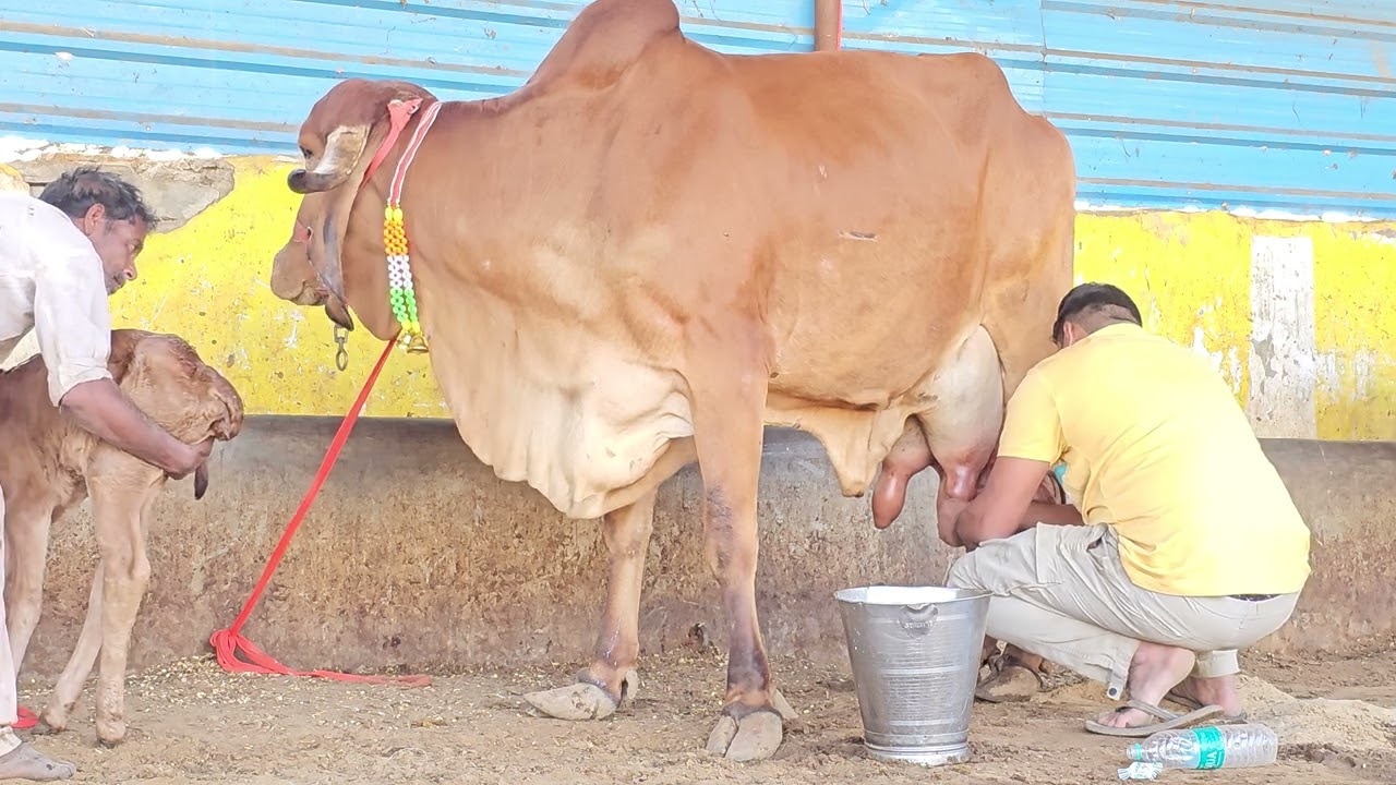 #gircow milking video 📹 by hand ✋️ #aravalidairyfarm with female calf 9414745465