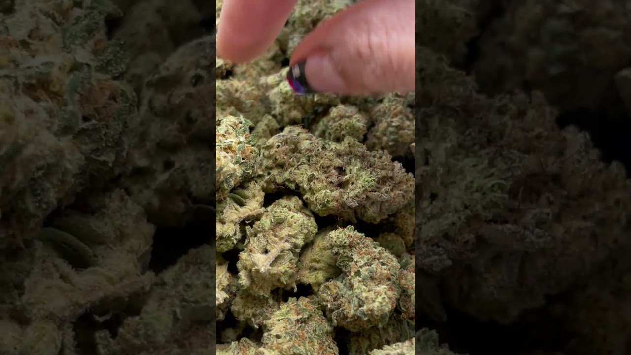 Unveiling College Park: The Ultimate Hemp Strain for Relaxation!