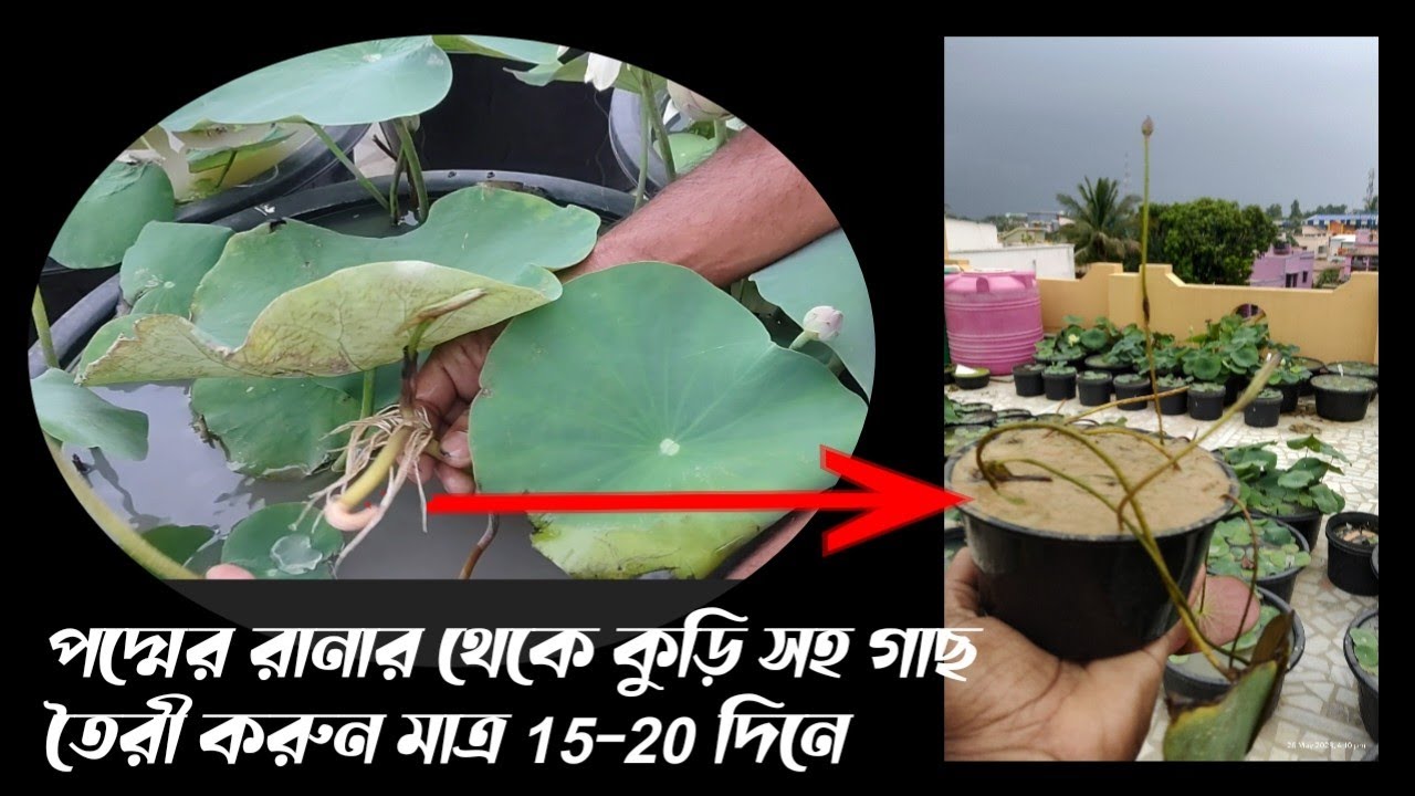 পদ্মের রানার থেকে সহজে পদ্ম গাছ তৈরী করুন