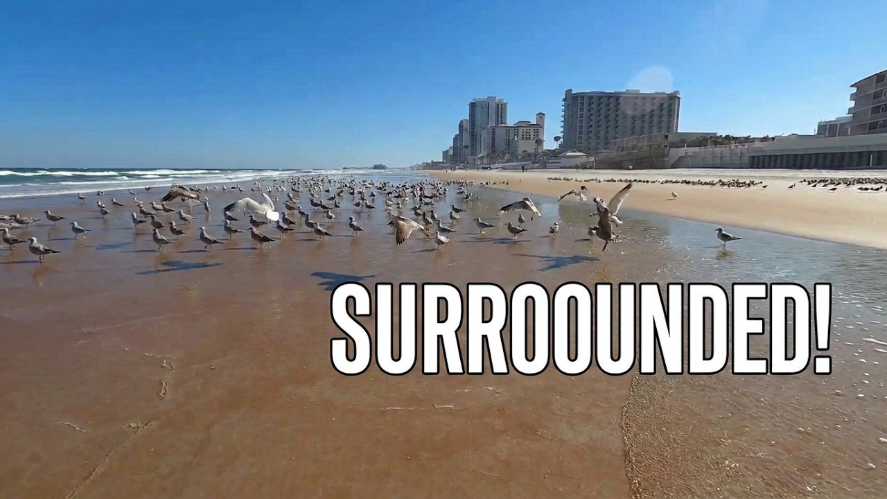They Surrounded Me… Seagulls Took Over This Florida Beach 😳
