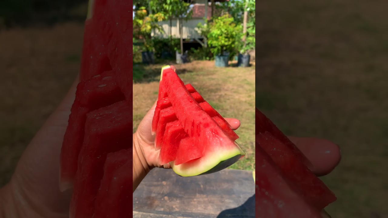 Rajinlah makan buah semangka #semangka #shorts
