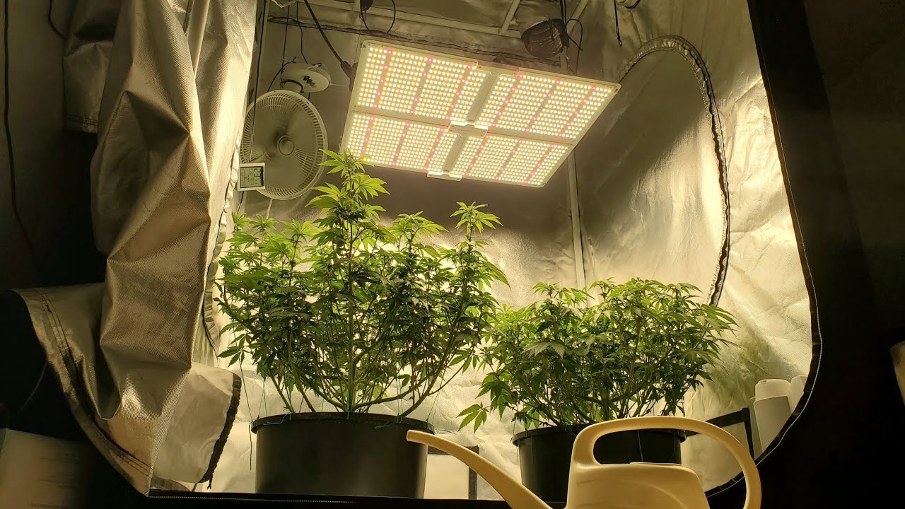 DO-SI-DOS Grow - Week 2 of Flower!