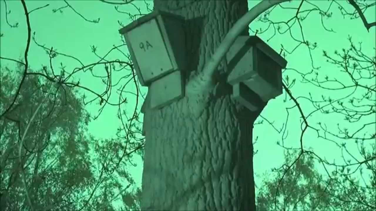 Soprano pipistrelles emerge from a Tanglewood wedge style bat box