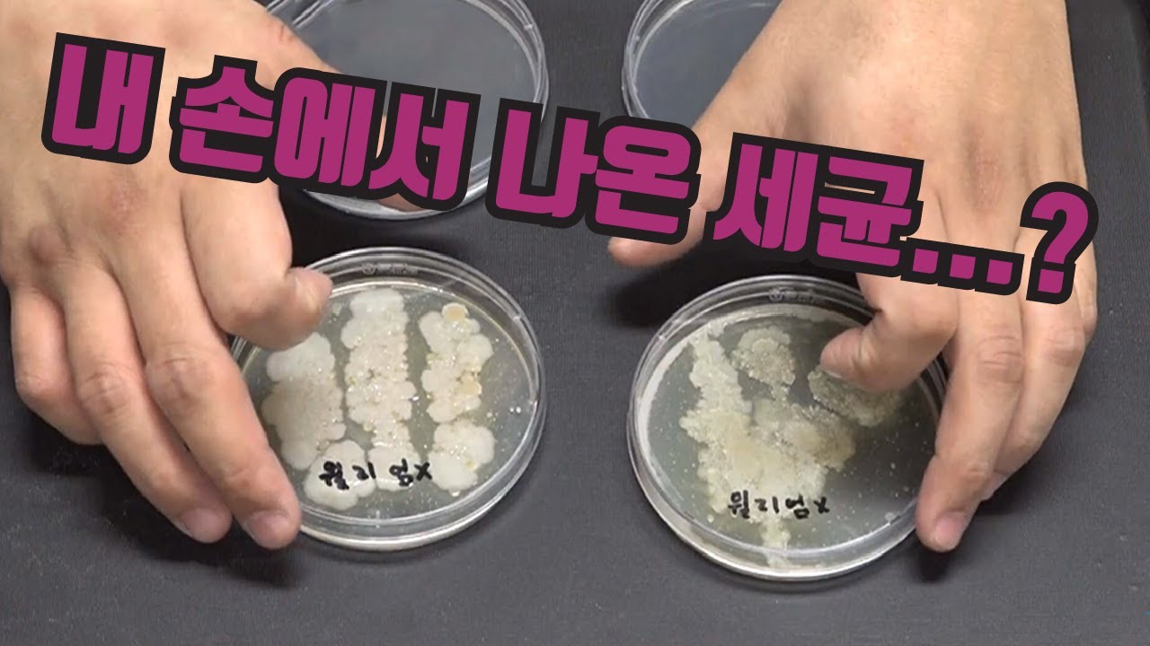 씻지 않은 손은 얼마나 더러울까? [핫클립] / YTN 사이언스