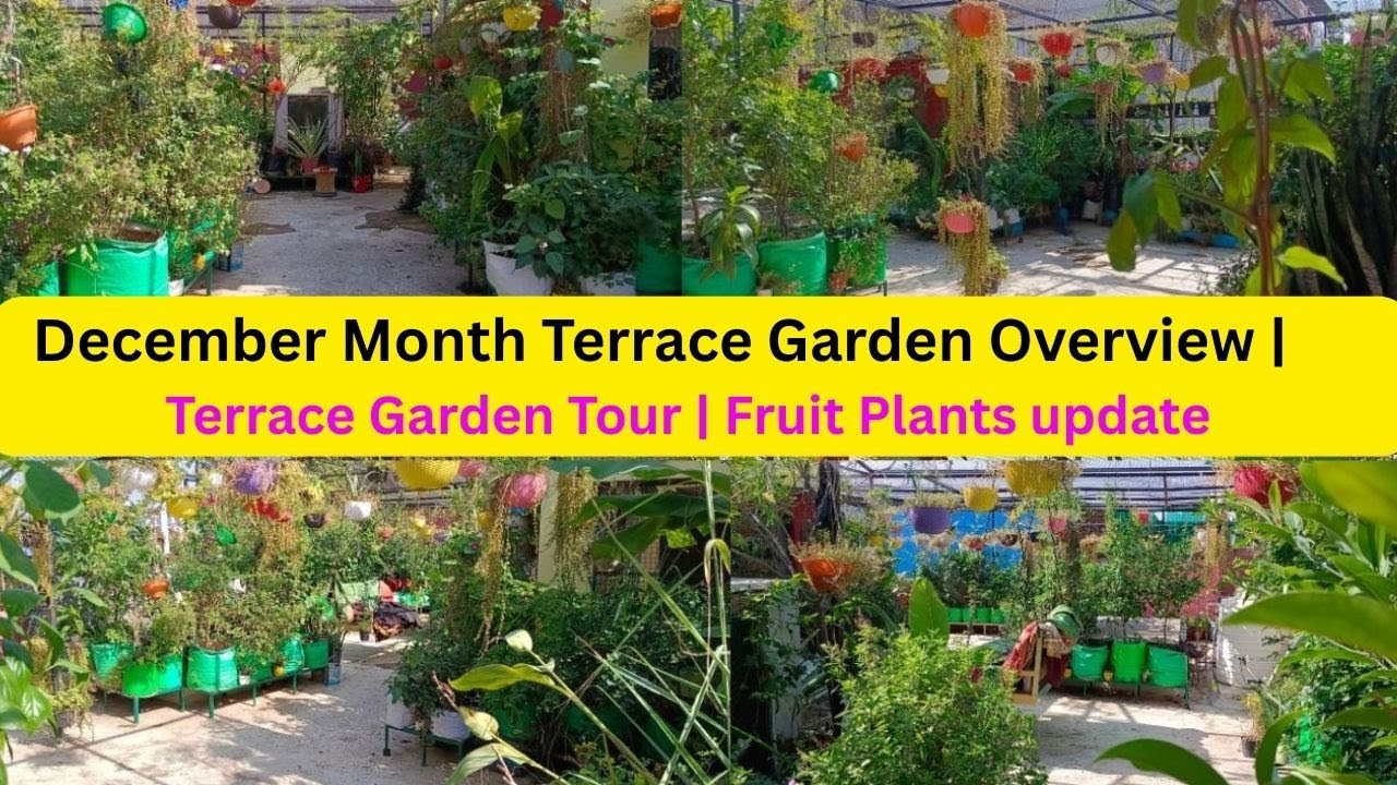 December's BEST Terrace Garden TOUR