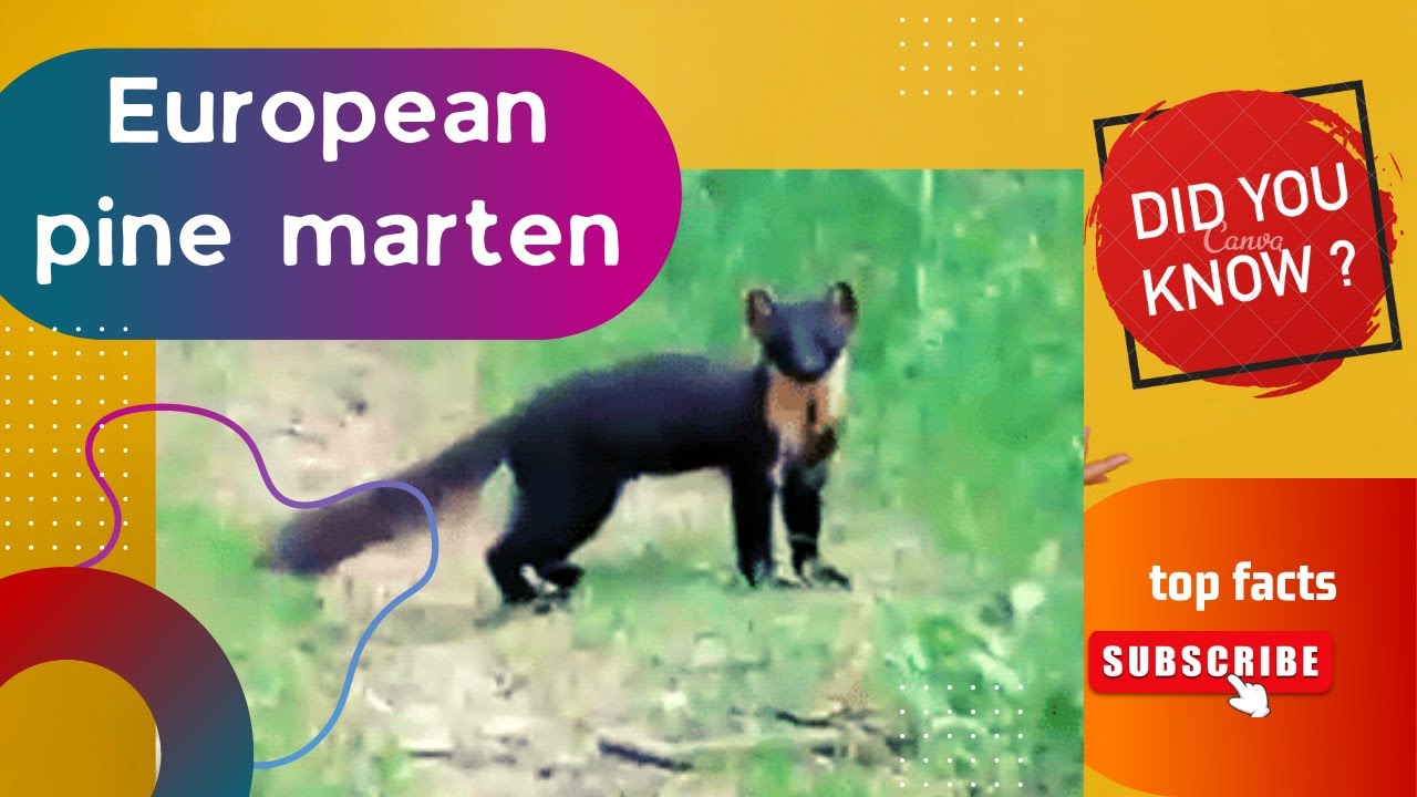 European pine marten facts