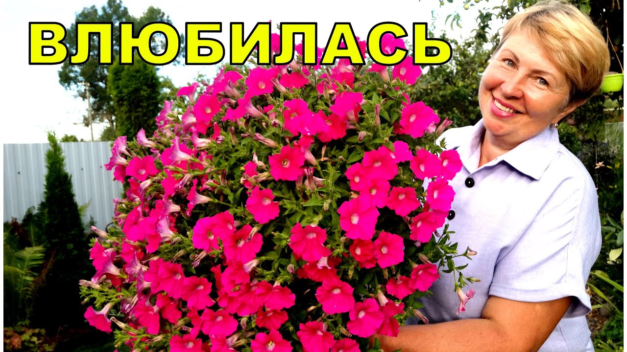 Эта #Петуния покорила моё сердце в этом году. Не ожидала такой куст от неё. Буду выращивать!