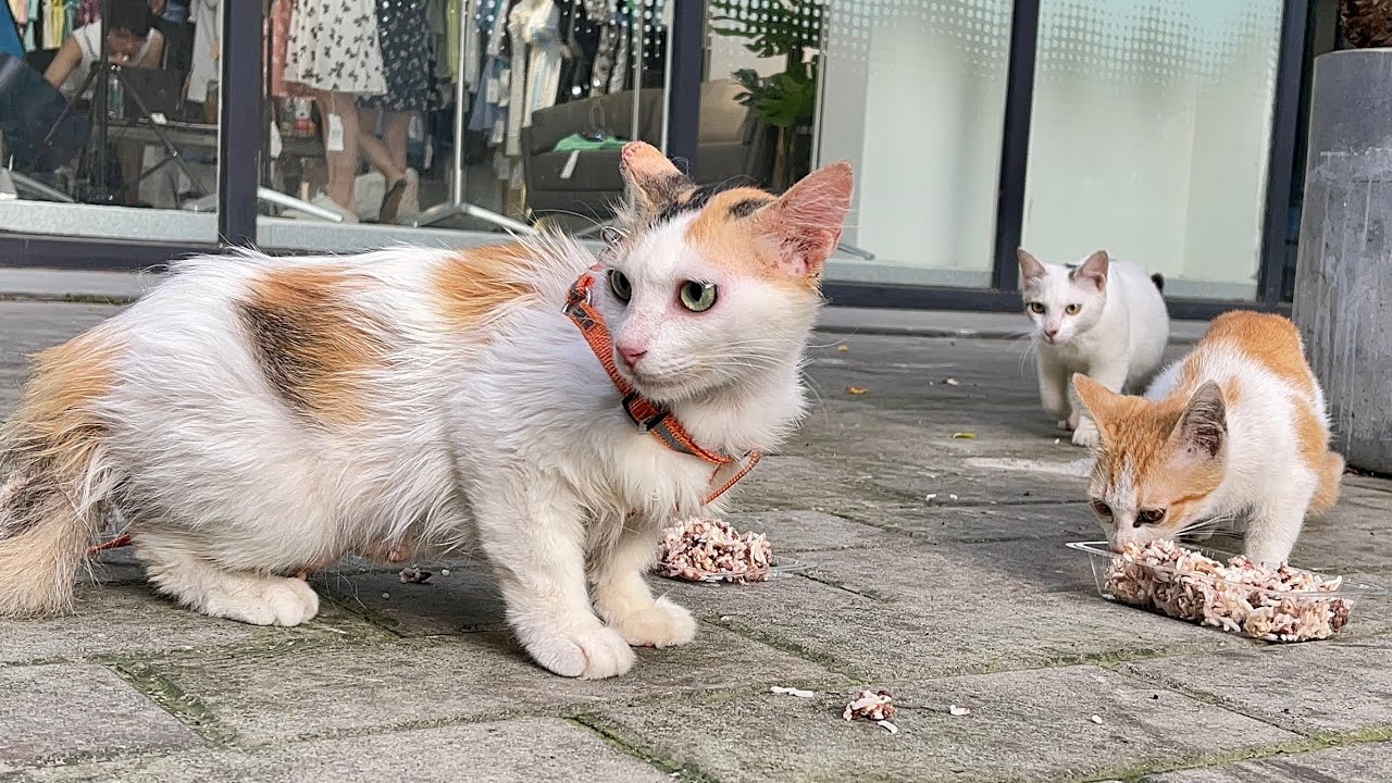 带猫妈回原籍看孩子，看见儿女瘦成皮包骨黯然落泪，求带上孩子吧