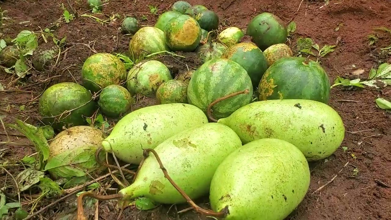 Planting Season in Nigeria 🇳🇬 is almost here again 