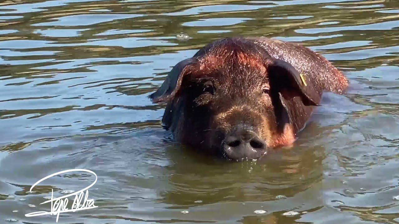 El Cerdo Ibérico y las  Bellotas Acuáticas