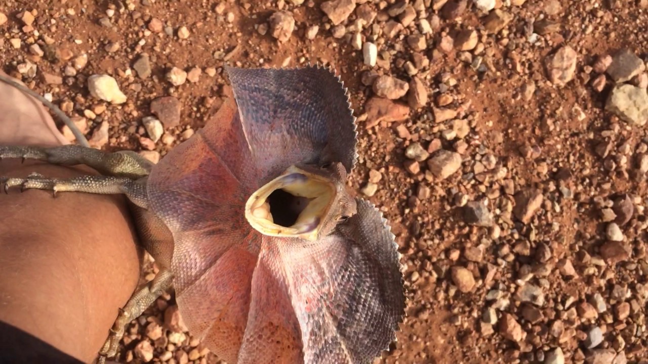 Frilled-Neck Lizard Attacks Man in Outback Australia