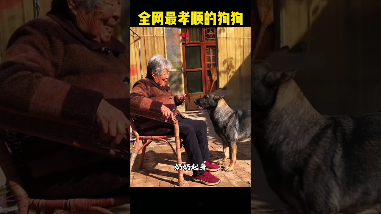 它是全网最孝顺的狗狗！ #automobiles  #感人壹幕 #影視解説 #萌宠 #影视聚焦 #萌寵 #精彩影视 #pets #寵物