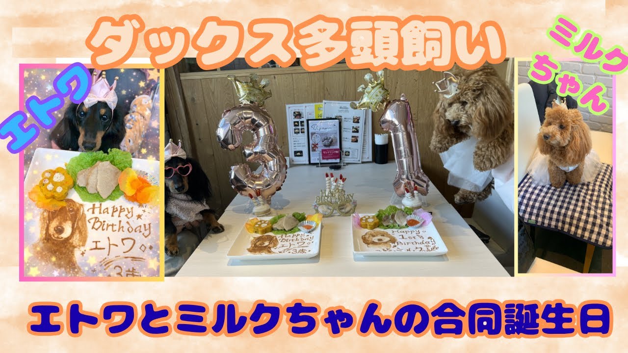 【エトワとステラ】ペットｏｋのコリアンレストランでエトワとミルクちゃんの合同誕生日会　バースデープレートあり！