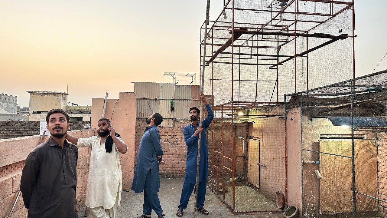 10 kabootaro wala tournament + baby pigeon 😱 | Dar pigeons club |