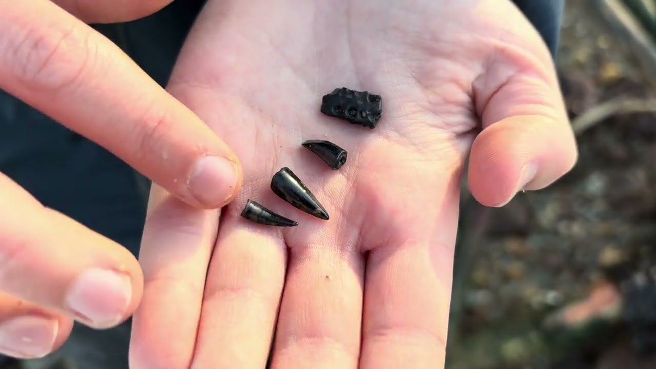 Isle of Wight fossils 2025